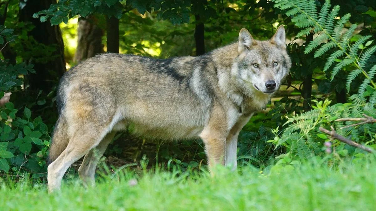 Uwaga na spacerach z psem. Myśliwi ostrzegają przed wilkami