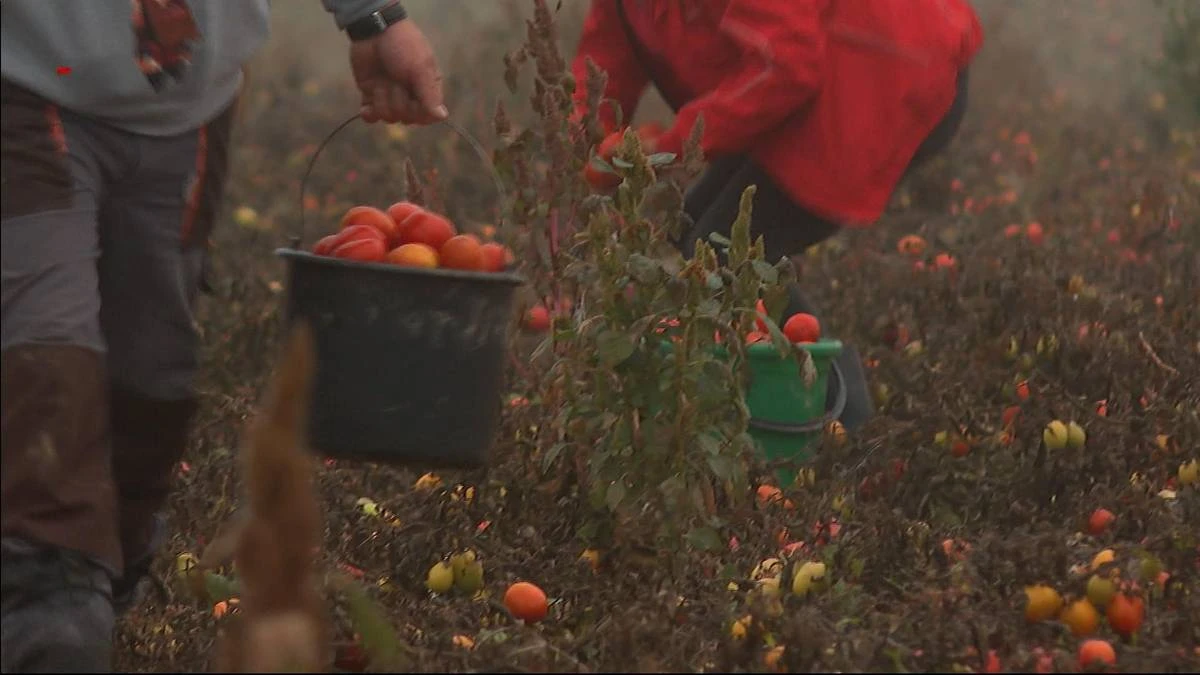 Fiskus upomni się o VAT za samozbiory? Reaguje minister