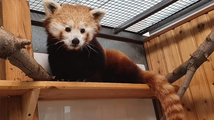 Nowa mieszkanka warszawskiego zoo. 