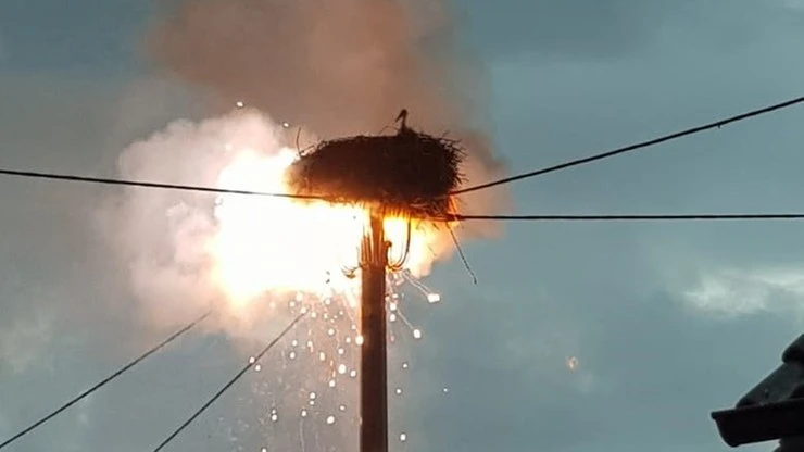 Młode bociany uratowane przed ogniem. Pożar po uderzeniu pioruna