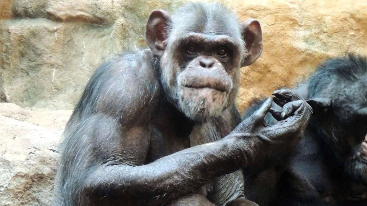 Wyjątkowa uroczystość w zoo. Szympans świętuje okrągłą rocznicę