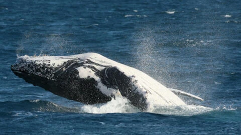 Des scientifiques identifient le mécanisme unique responsable du chant des baleines