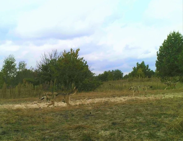 Зграя майстрів із маскування не виявила 