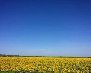 В Україні стане прохолодніше: синоптикиня порадувала прогнозом на понеділок