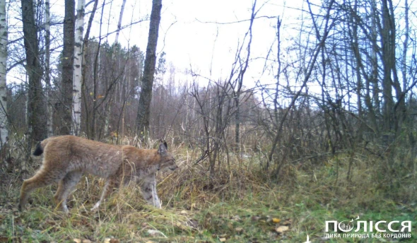 У Чорнобильській зоні помітили рись: чим цікава ця тварина