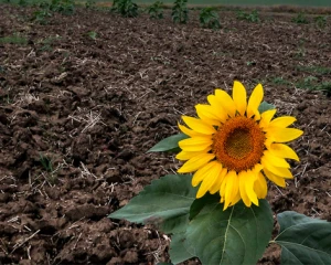 Ґрунт як скарб: вчені виявили найродючішу ділянку в Україні