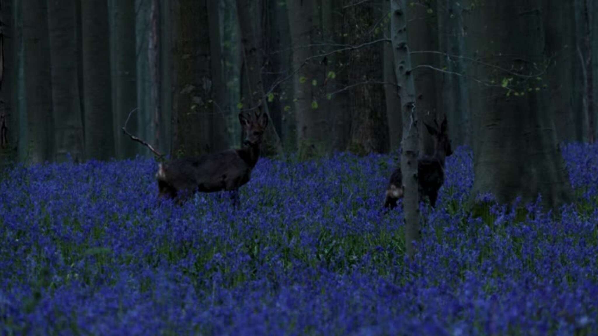 Campanule in fiore, il bosco belga si tinge di blu