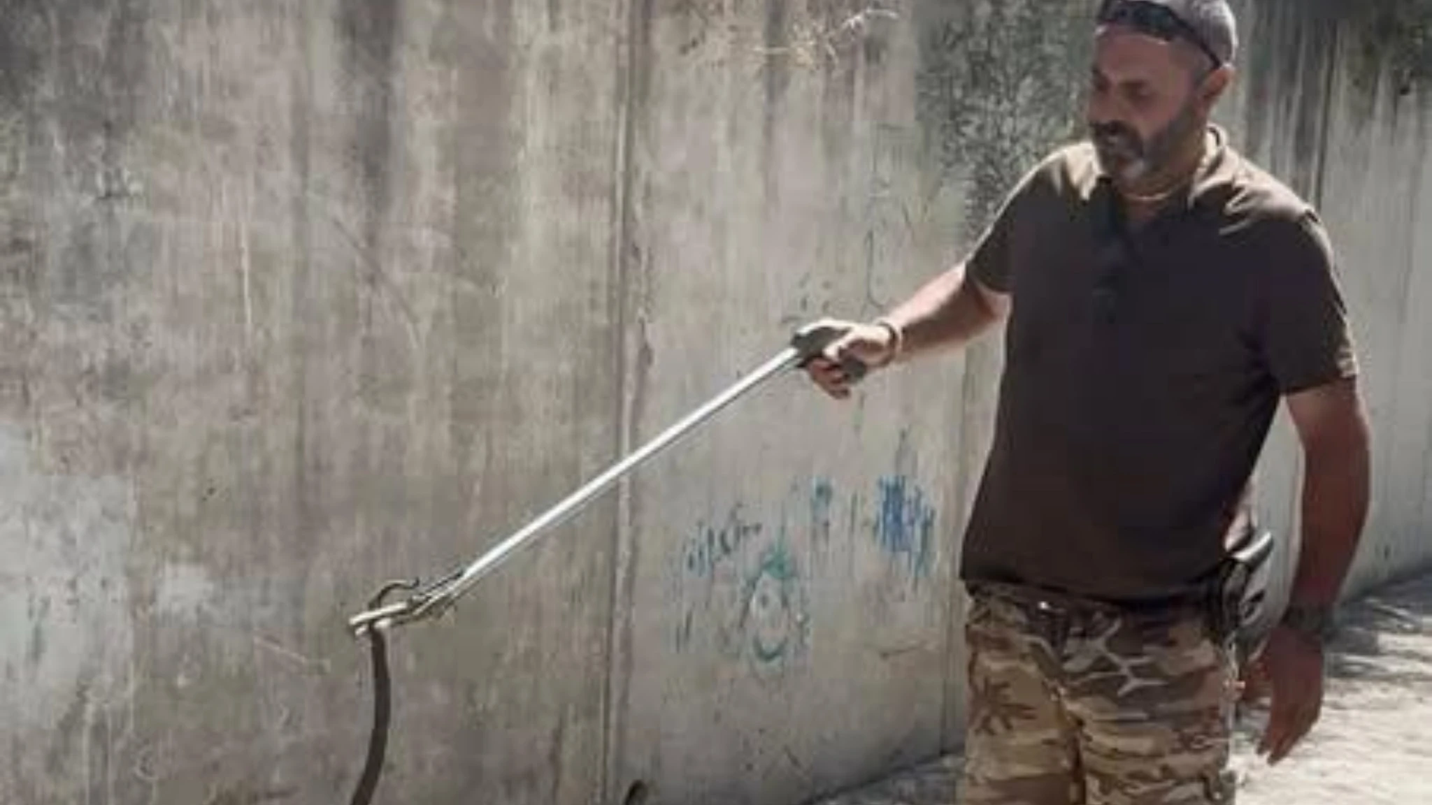 Paura all'asilo nido, una vipera si aggira nel giardino. Il momento della cattura