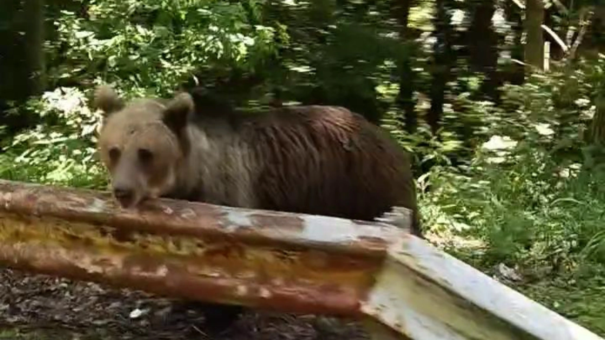 L'orso al lato della strada, l'ultimo video del motociclista attaccato e ucciso in Romania