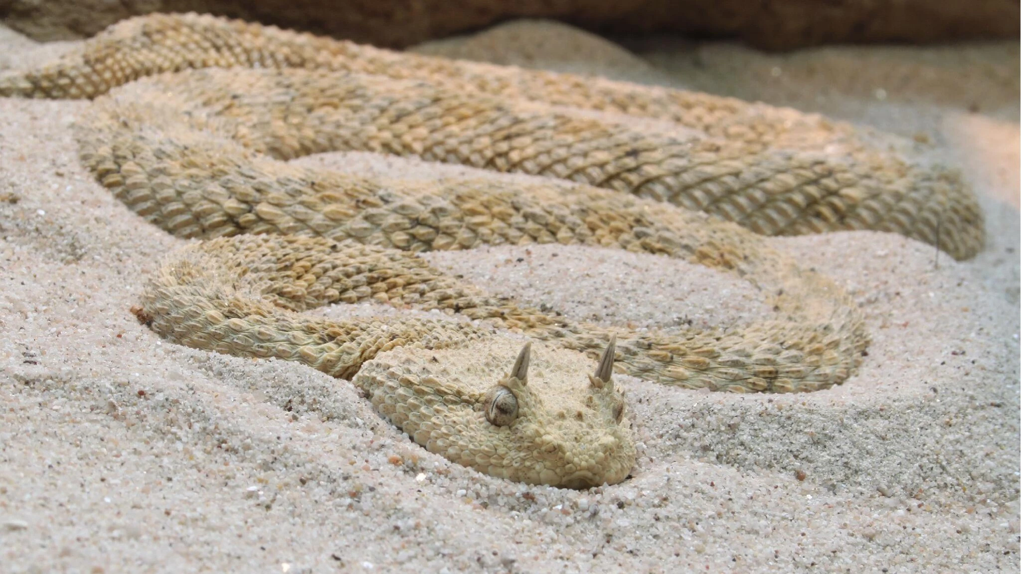 Morso da una vipera che custodiva illegalmente in casa, riceve una multa di 4.500 euro