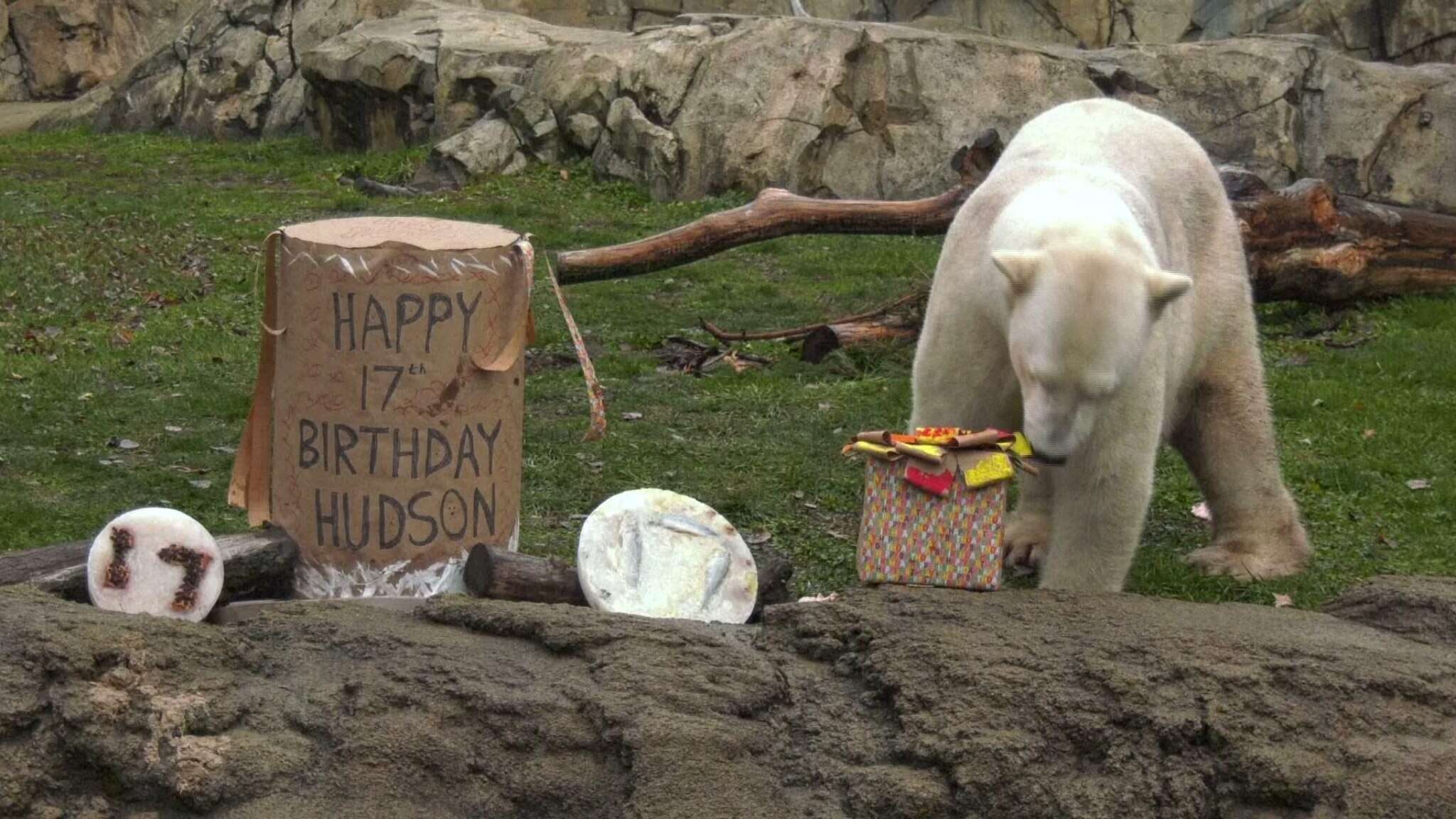 L'orso polare festeggia il compleanno con una torta di aringhe e distruggendo un barile