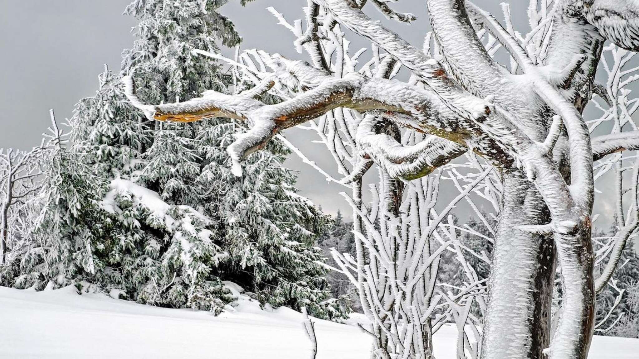 Fiocchi in arrivo sulla Basilicata: le allerte ed il piano neve della protezione civile