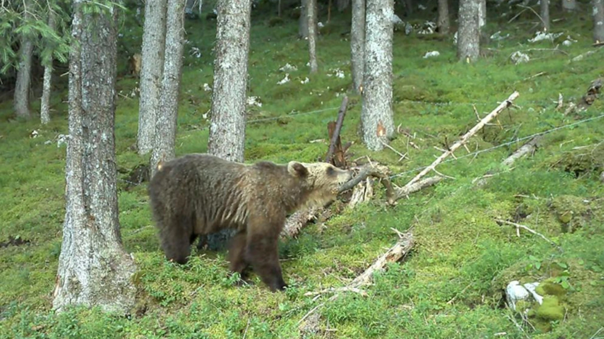 Paura in Trentino, giovane runner inseguita da un orso a Cadine. Soccorsa dai vigili del fuoco