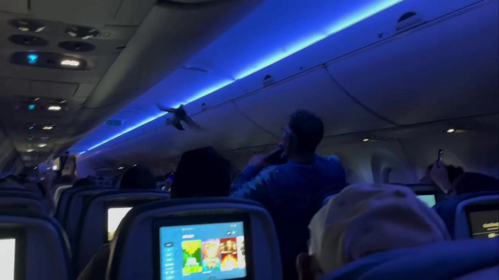 Due piccioni entrano nella cabina dell’aereo: caos tra i passeggeri prima del decollo 