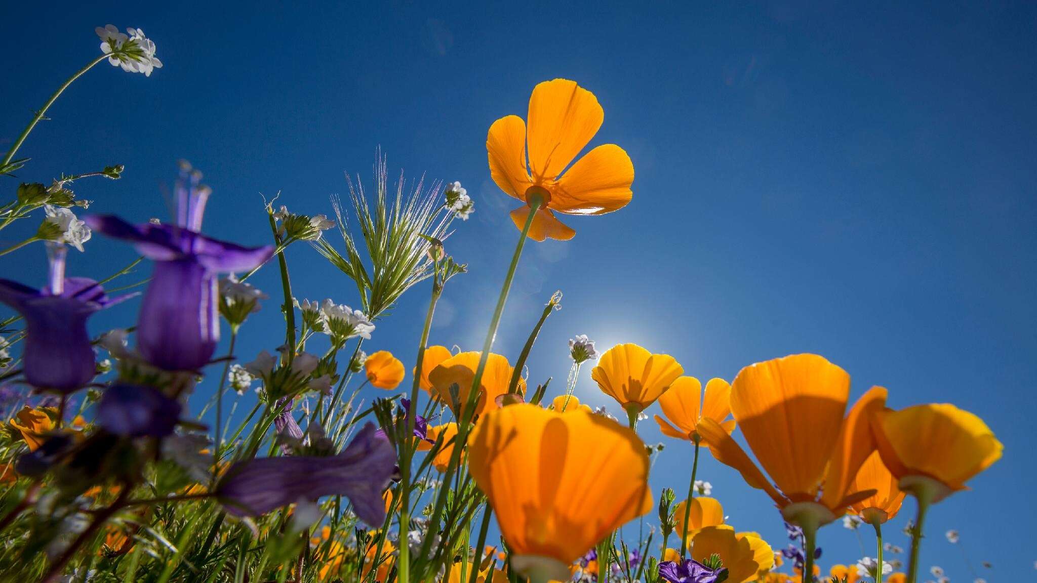 Meteo: piogge e maltempo, ma dalla prossima settimana primavera in anticipo