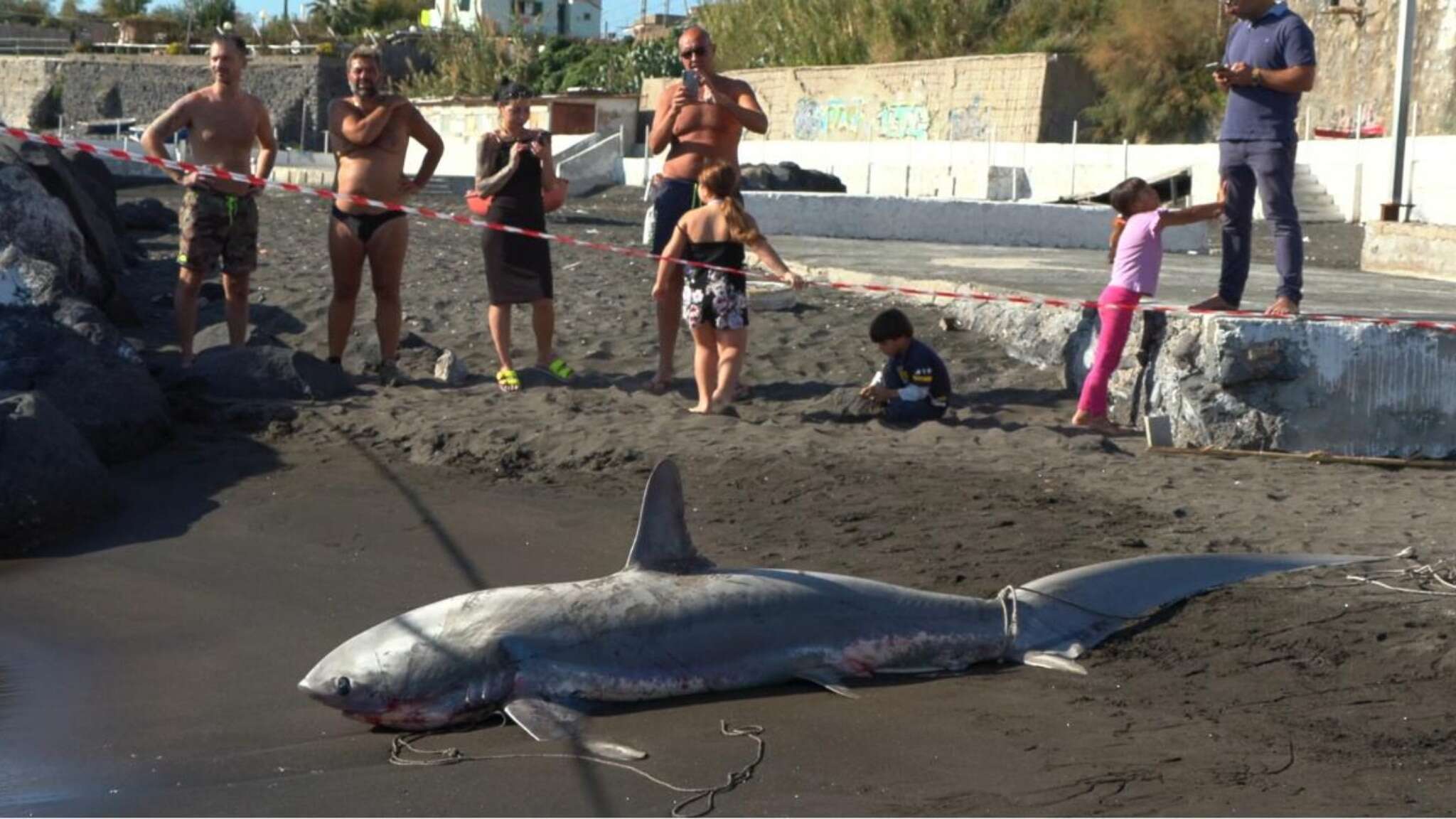 Torre del Greco, due squali volpe trovati spiaggiati in riva al mare