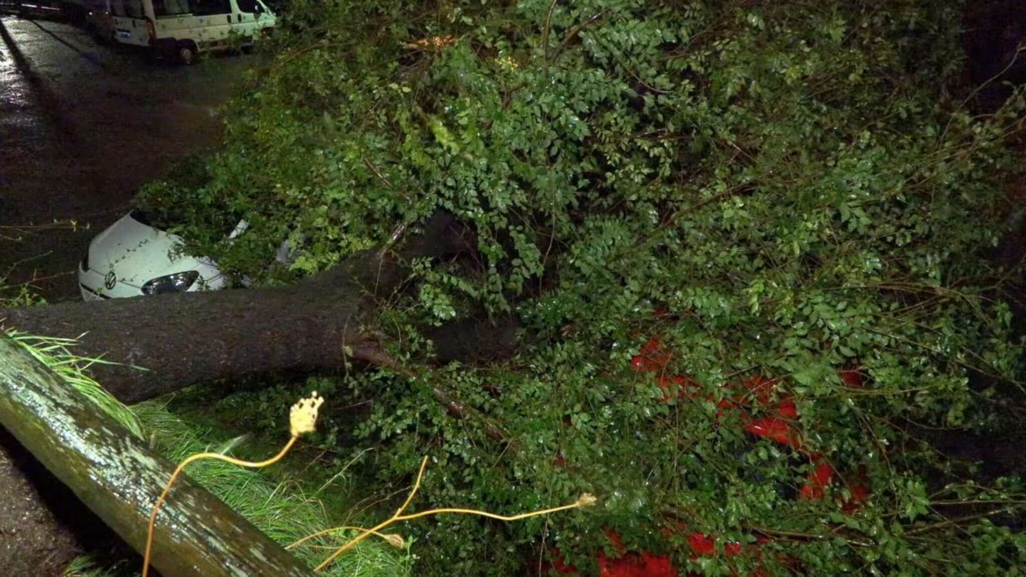 Trieste, la città colpita da forti raffiche di bora: un albero crolla sulle auto parcheggiate