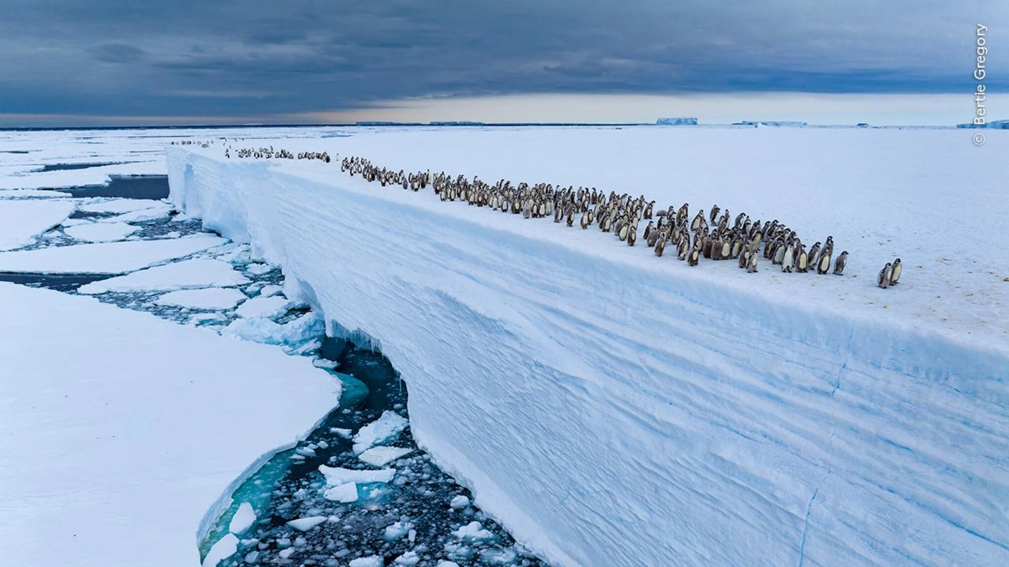 Wildlife Photographer of the Year 2025: fotografia e scienza unite per la difesa della natura