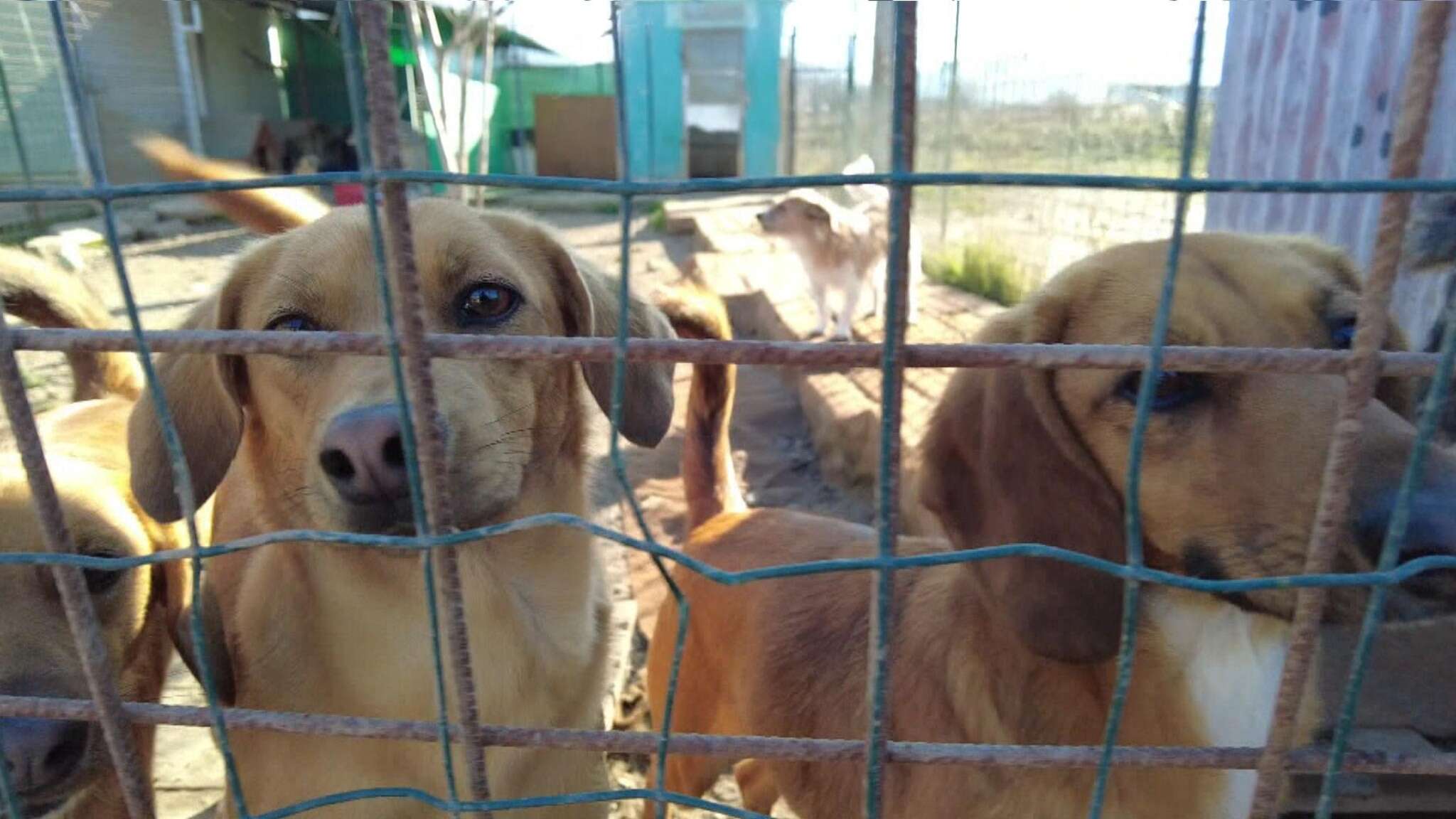 Strage di cuccioli, a processo due veterinari: 