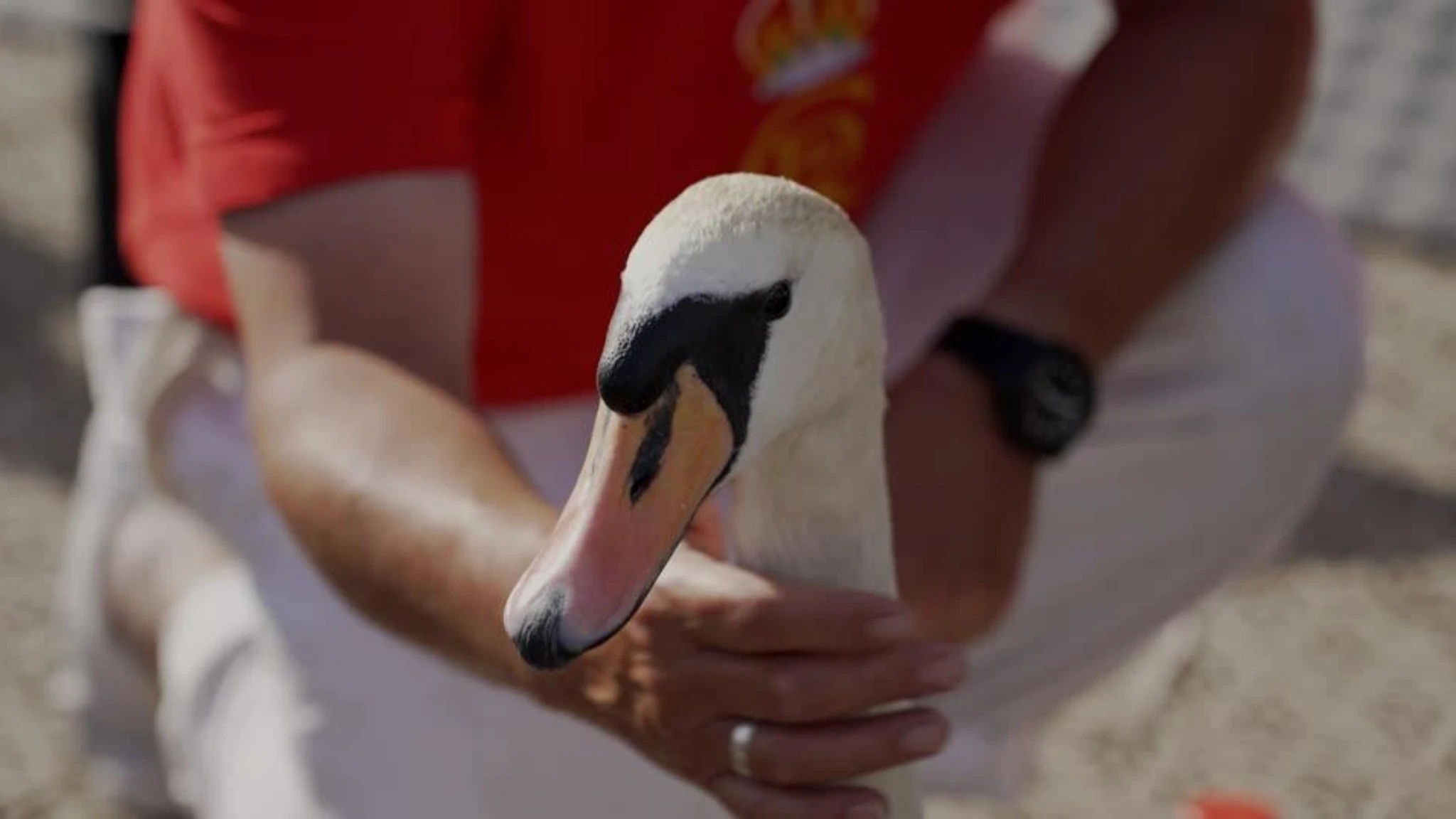 Il censimento dei cigni del Tamigi, decimati dall'aviaria e minacciati dall'inquinamento