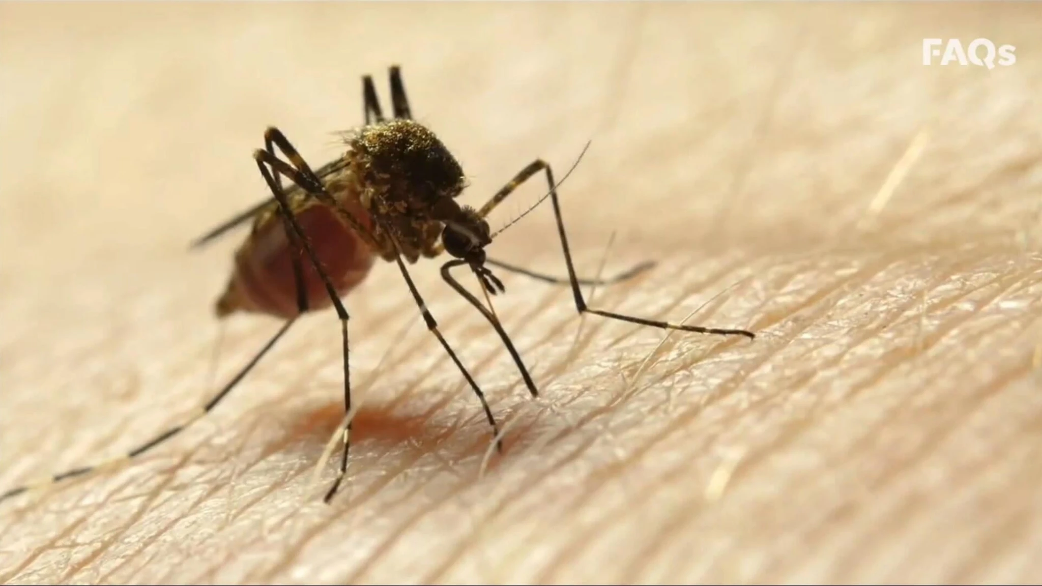 Virus West Nile, ora un primo caso a Trento, un altro nel Biellese. 16 vittime in Italia