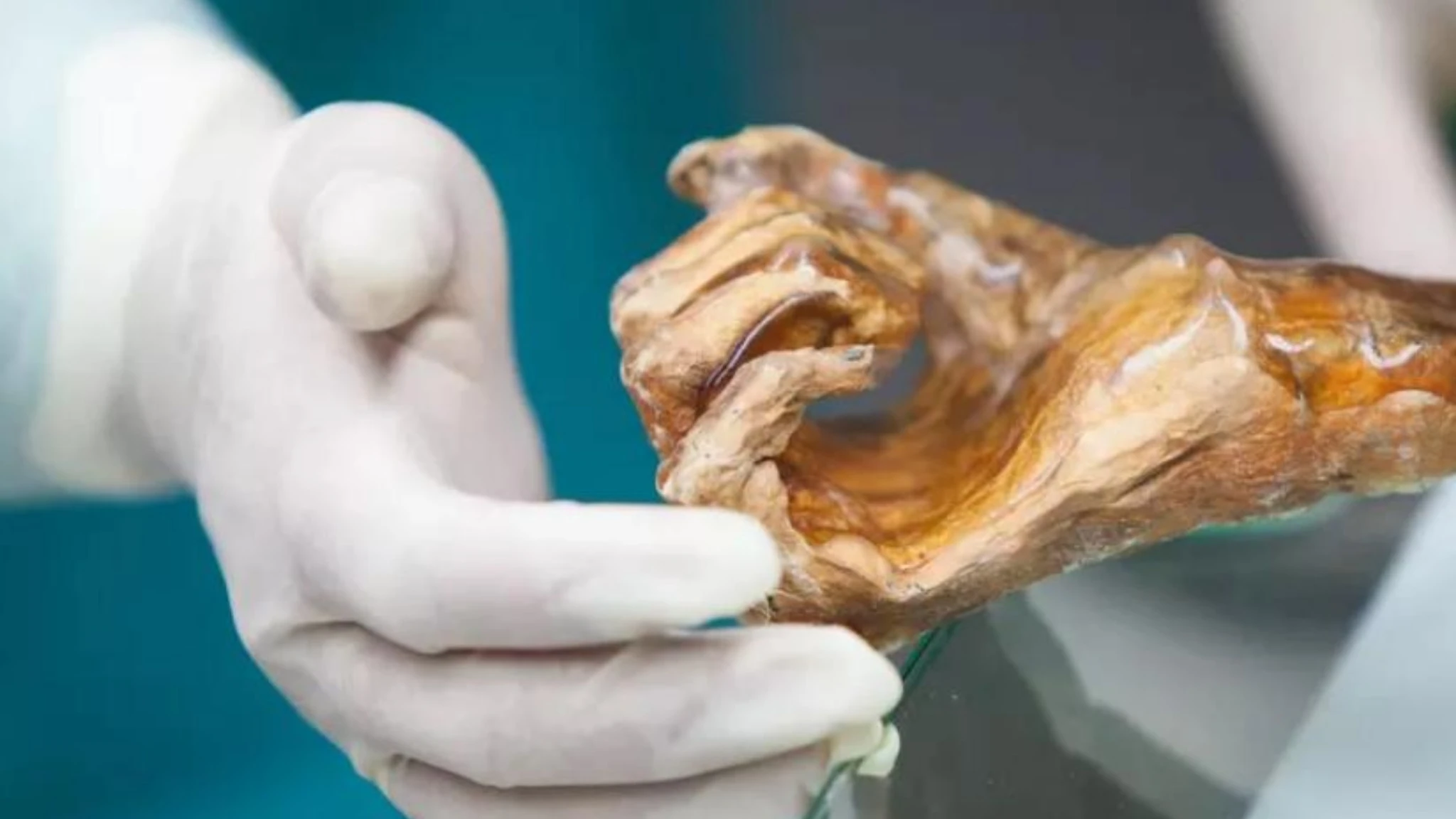 Mappato il microbioma di Ötzi l'uomo dei ghiacci. La scoperta: super lieviti resistenti al freddo