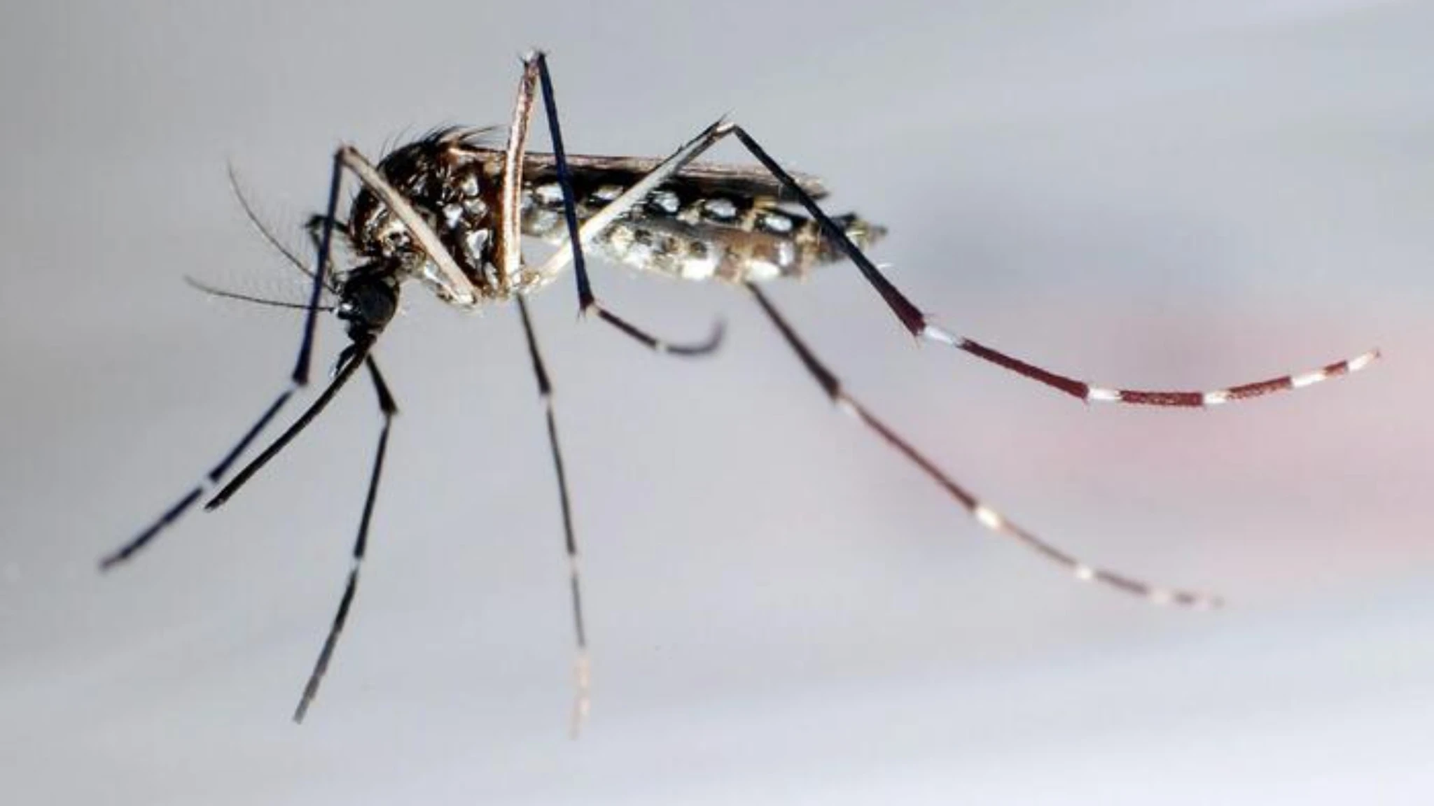 Virus West Nile, primi contagi nel Lazio: un caso accertato ed uno sospetto