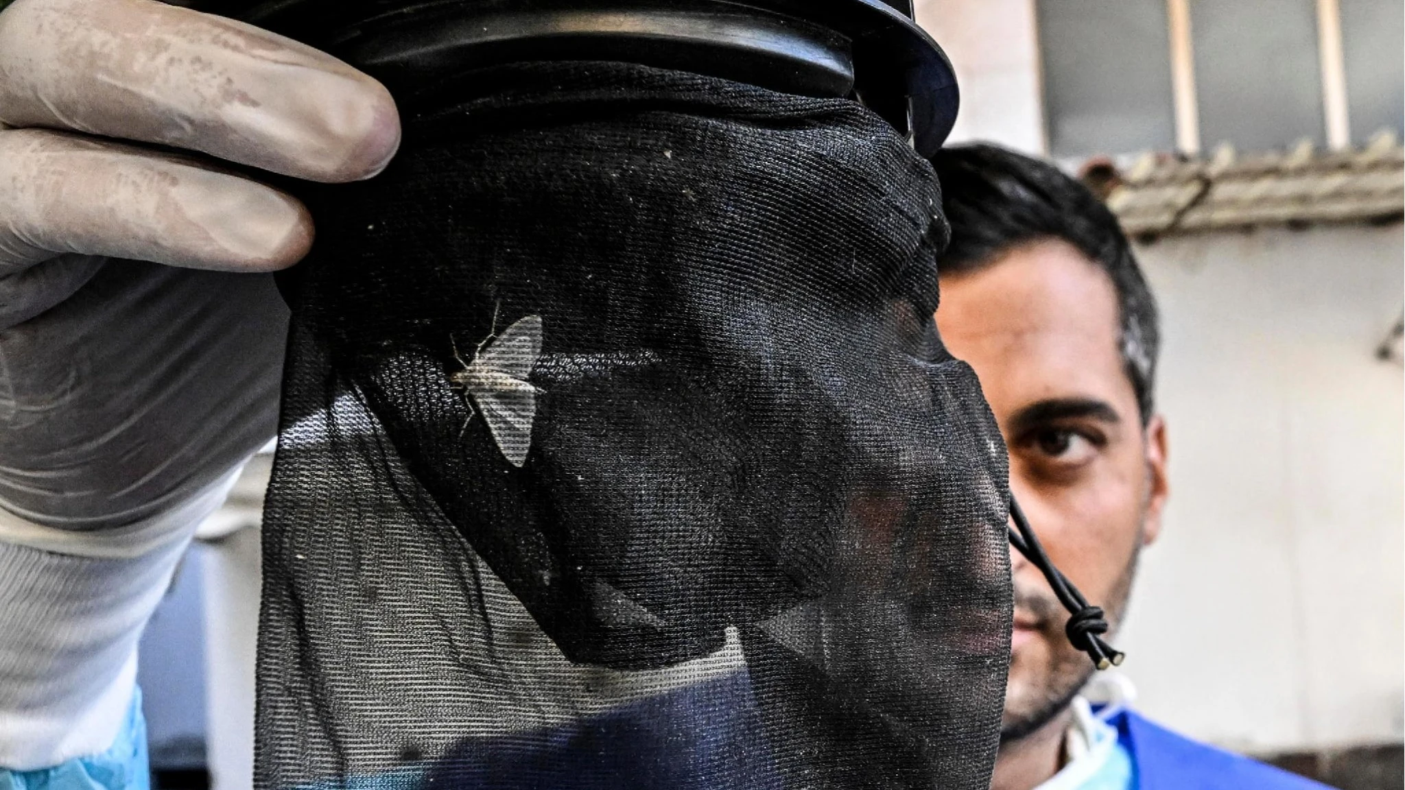 West Nile, aumentano i contagi. Record di casi nel Lazio: “Il picco sarà tra quindici giorni