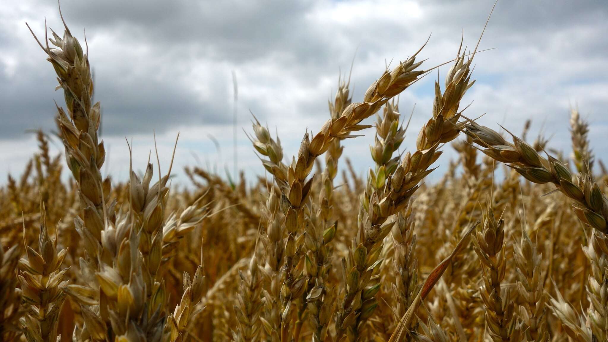 Terra Madre: denaro che diventa cibo, prestito di 10 milioni