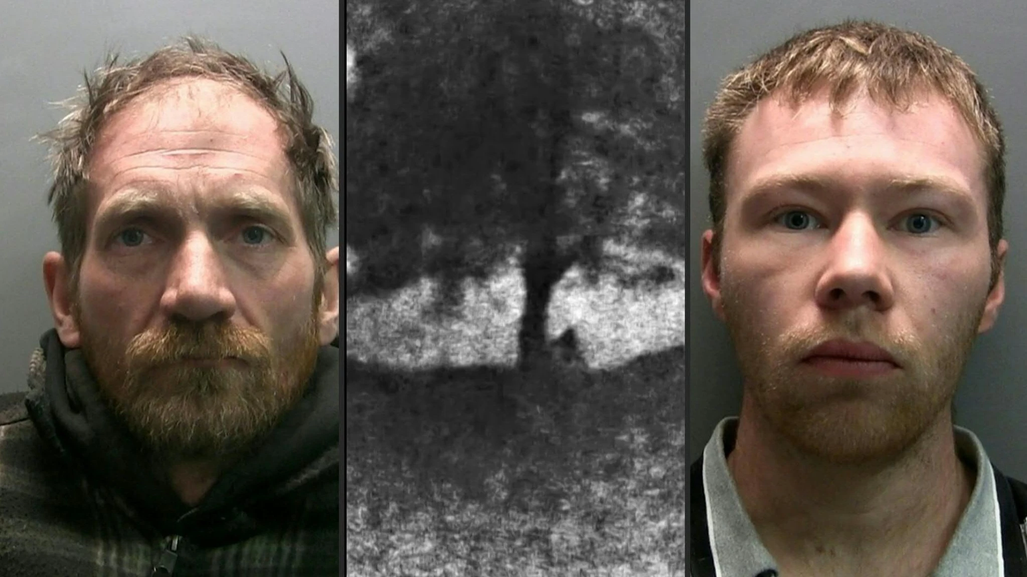 ‘Albero di Robin Hood’ abbattuto: condannati a più di 4 anni di carcere i vandali che lo tagliarono
