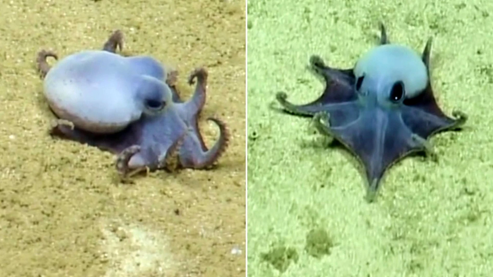 Dagli abissi delle Galápagos emerge una nuova specie: un minuscolo polpo blu