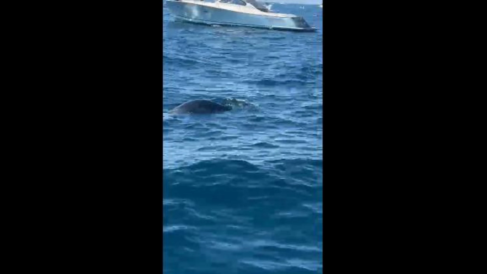  Una foca monaca tra i bagnanti a Conca dei Marini