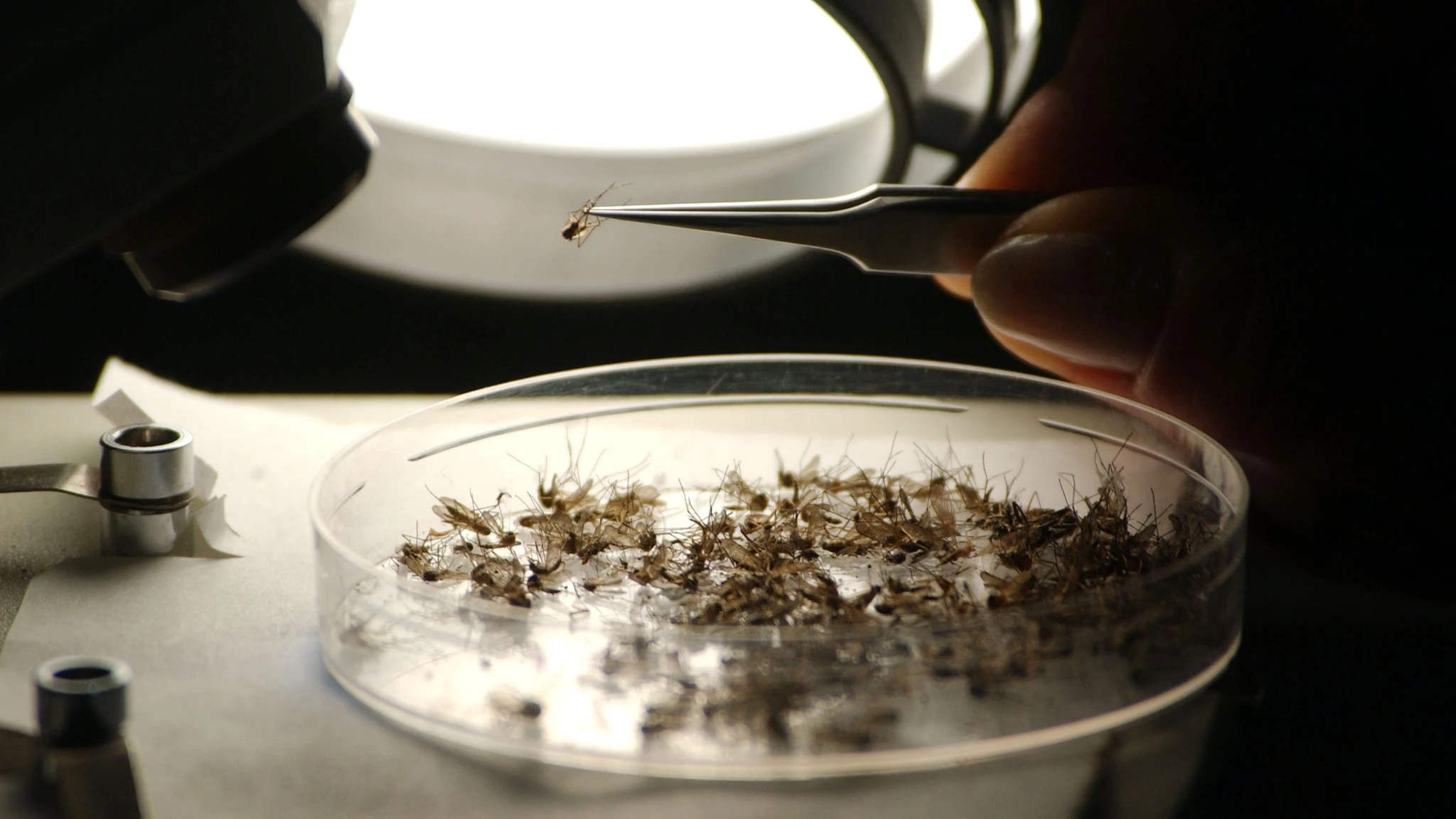 West Nile, salgono a 7 le vittime nel Lazio, primo caso di contagio rilevato a Roma
