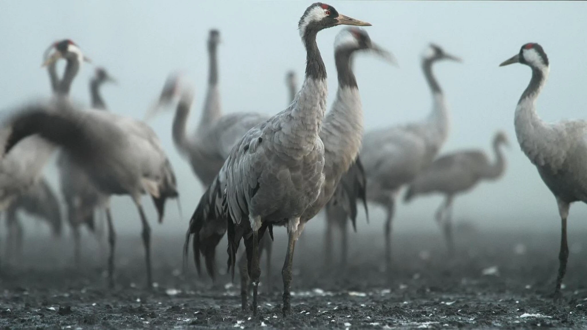 Influenza aviaria, aumentano i focolai in Germania. Abbattuti 130mila animali