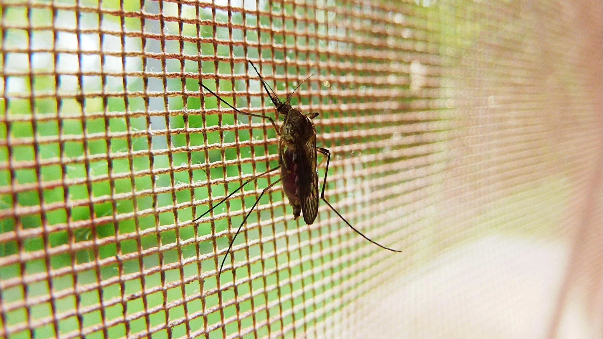 Chikungunya, dal 30 ottobre disponibile  in Italia il primo vaccino ricombinante