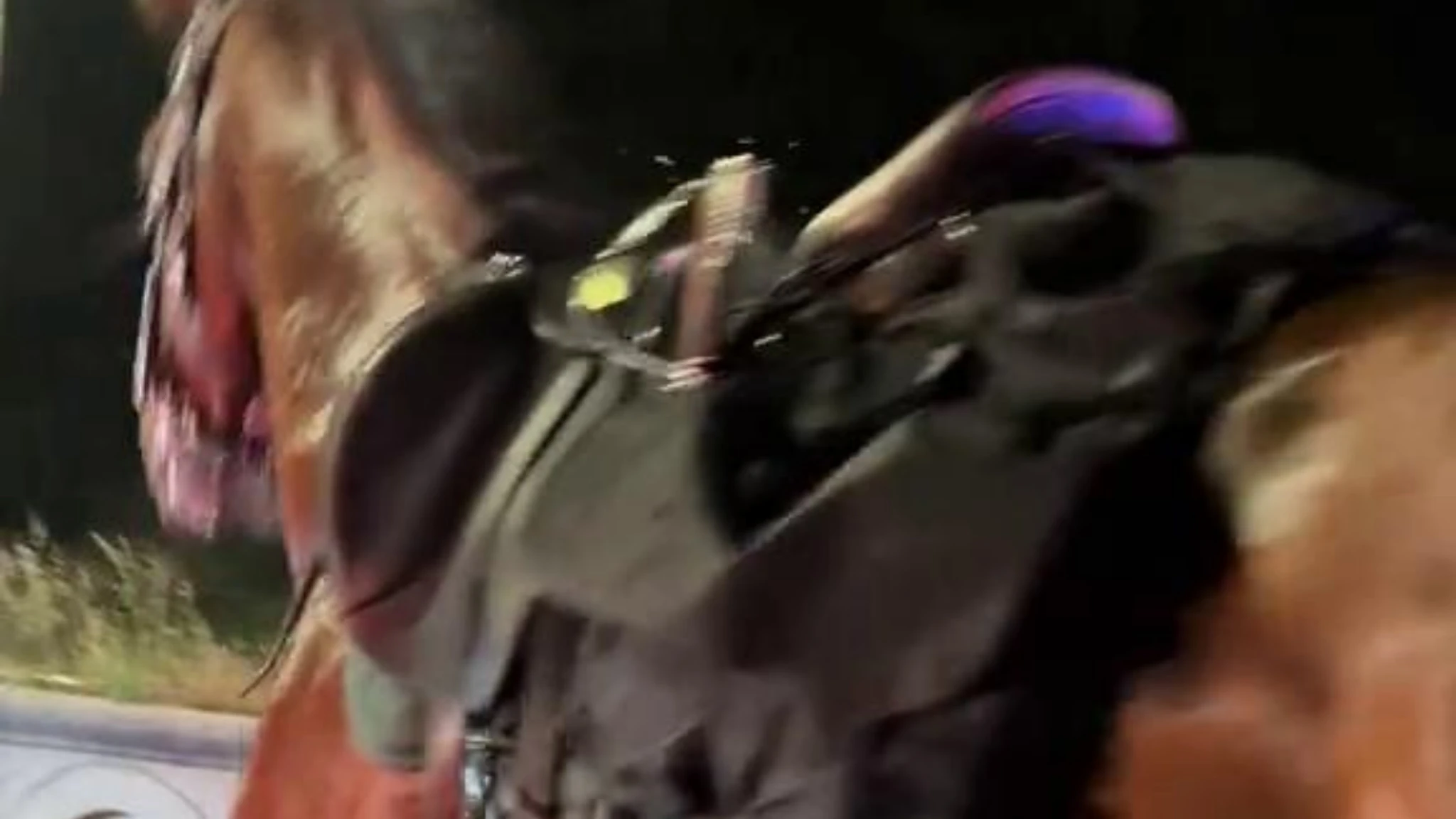 Cavalli in fuga nella notte a Roma durante le prove del 2 Giugno: al galoppo tra le macchine in coda