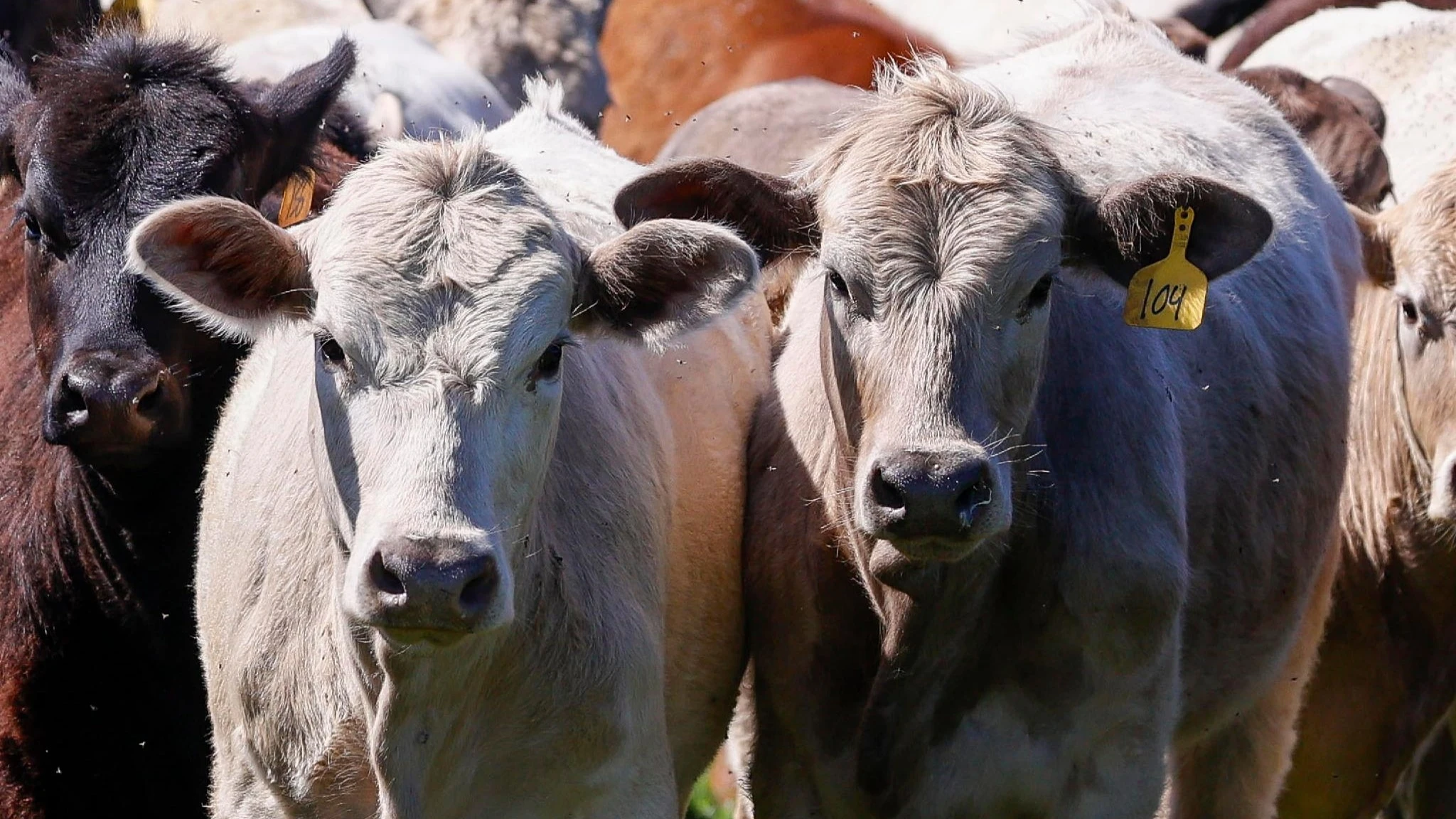 Cos'è la febbre aftosa, perchè il Regno Unito vieta di portare formaggi e carni dall’Ue