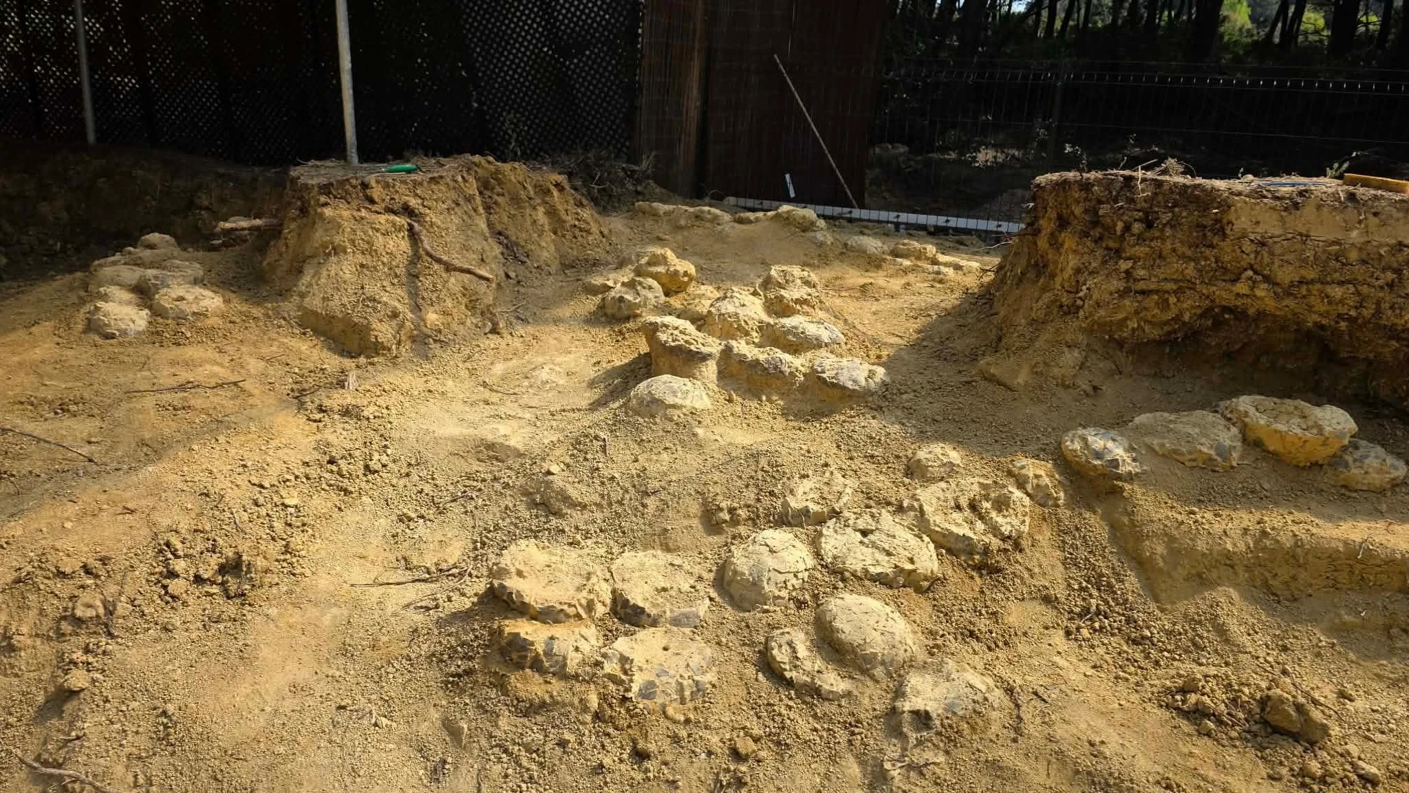 Francia, uova di dinosauro di 72 milioni di anni fa scoperte nel museo