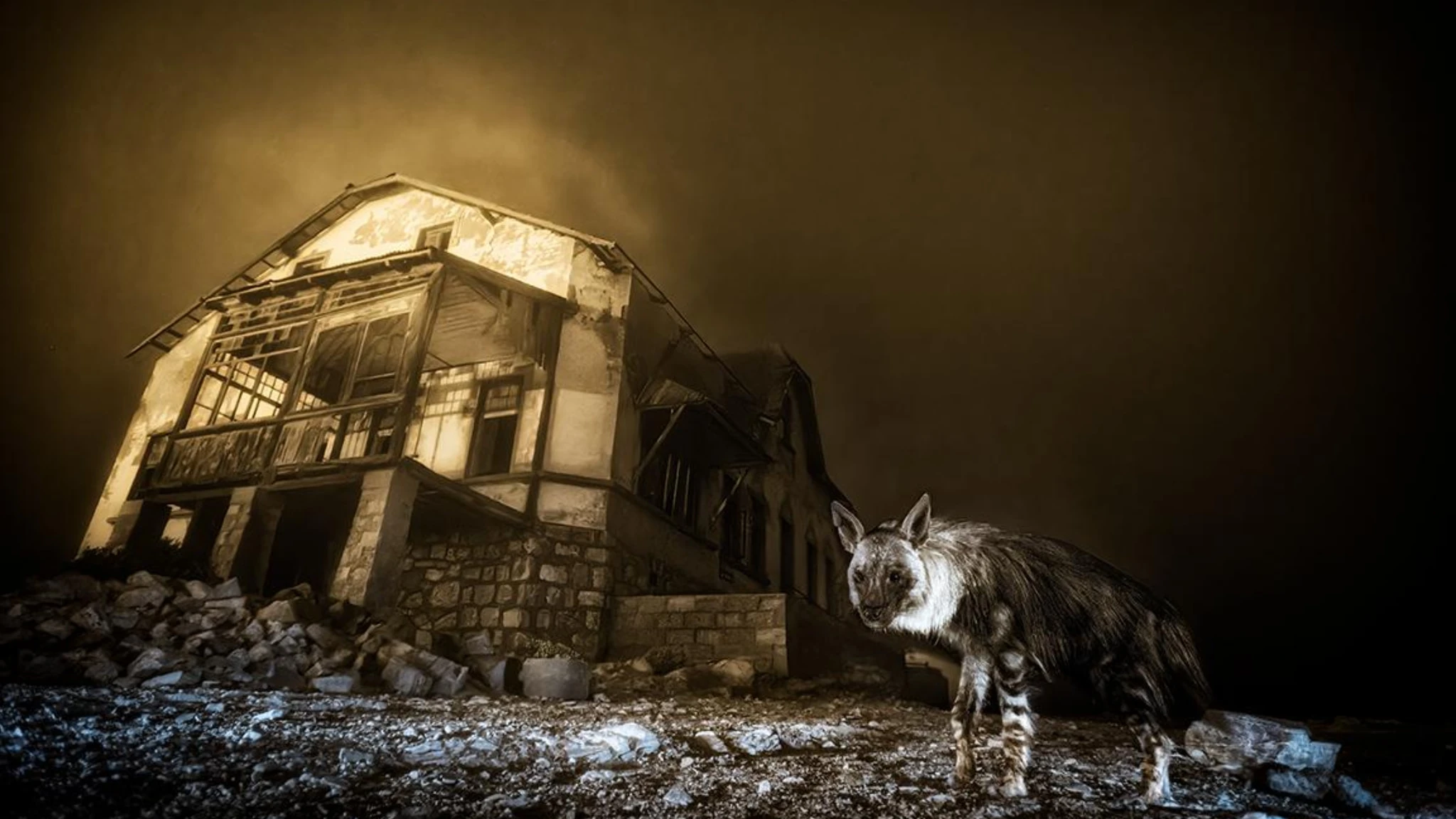 Una iena nella città fantasma vince il Wildlife Photographer of the Year 2025