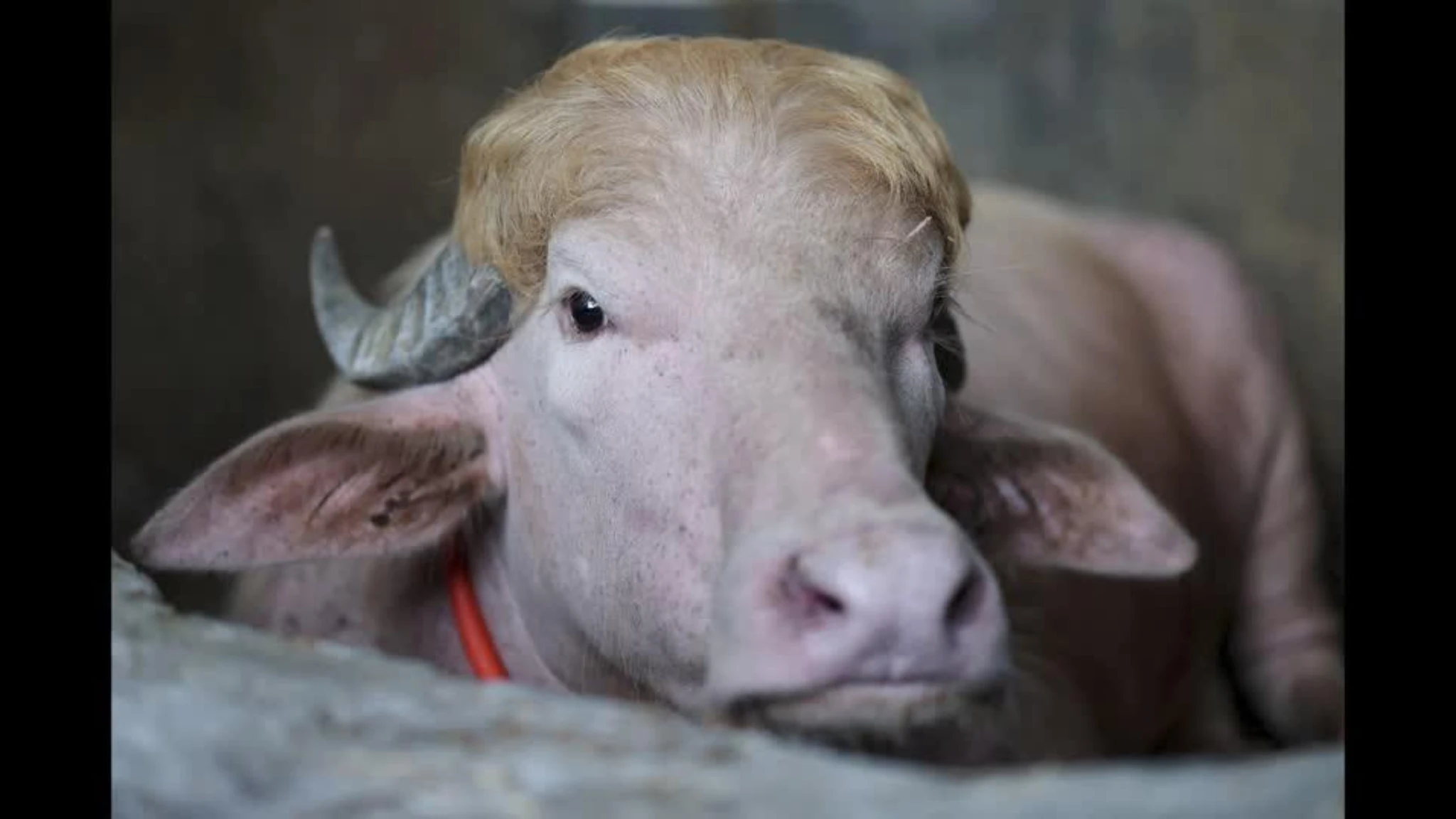Un bufalo albino 