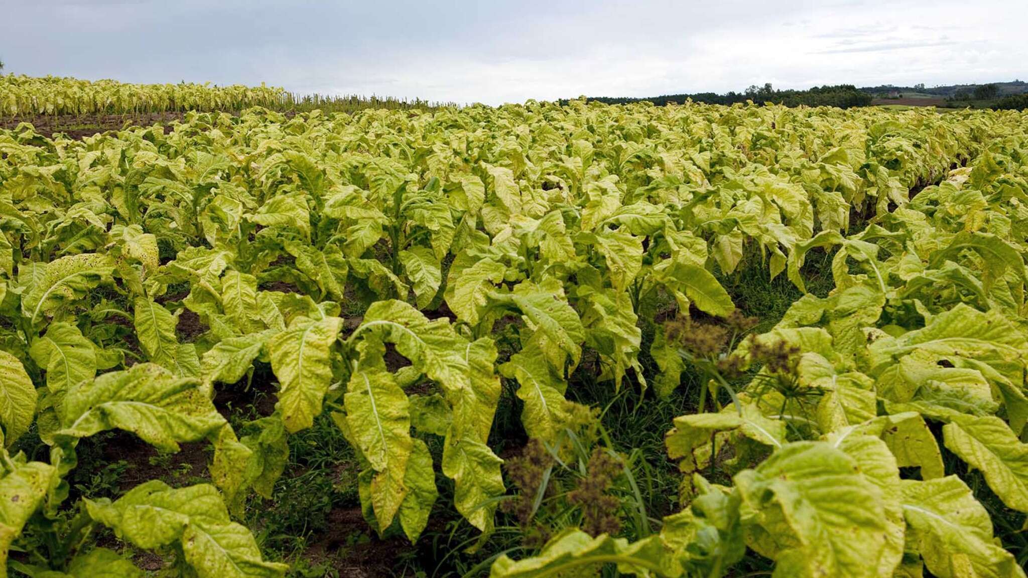 L'Italia è il più grande produttore di tabacco nell'Unione Europea