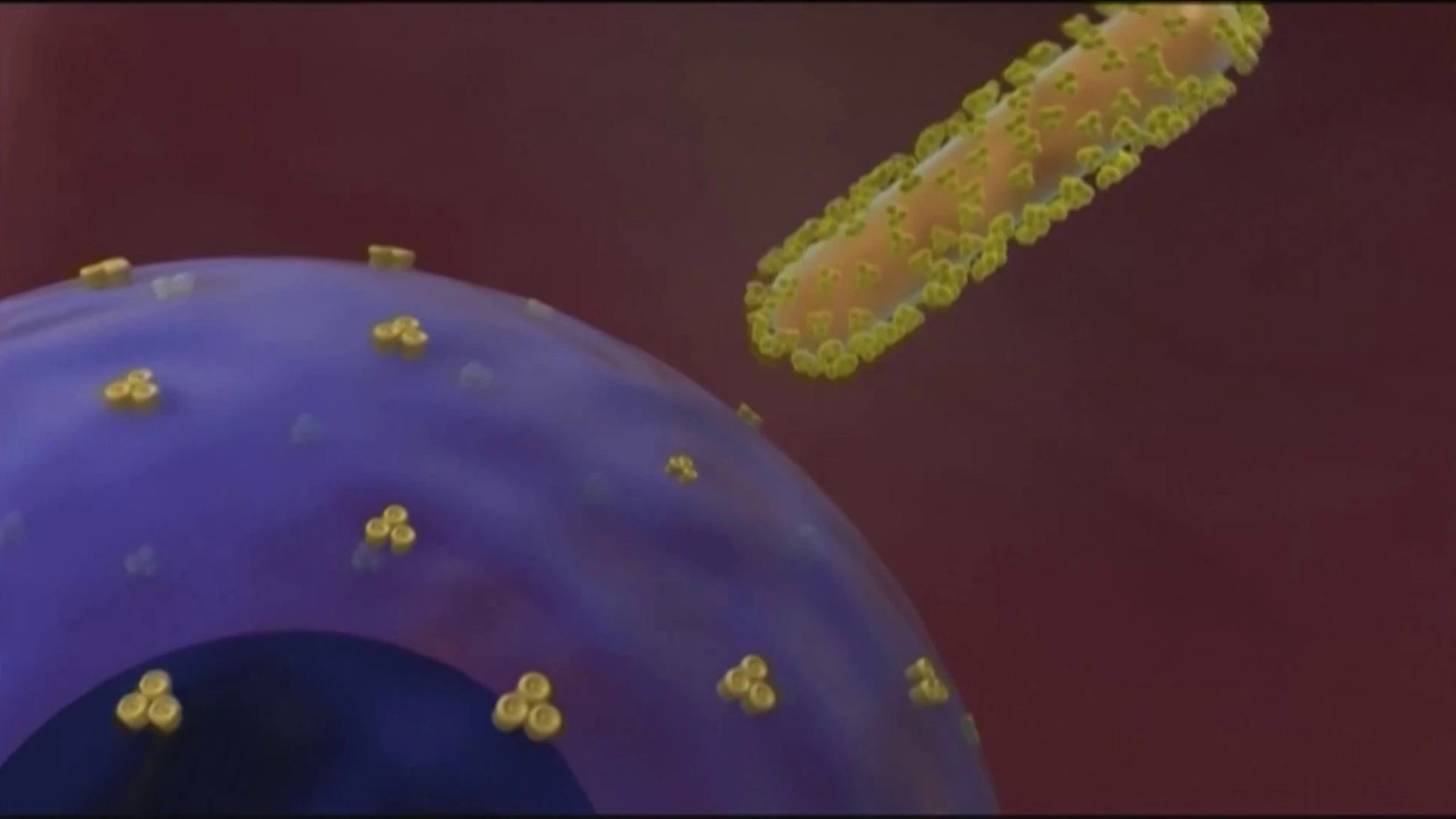 Emergenza Ebola in Congo e Uganda: ecco come il virus invade il corpo umano