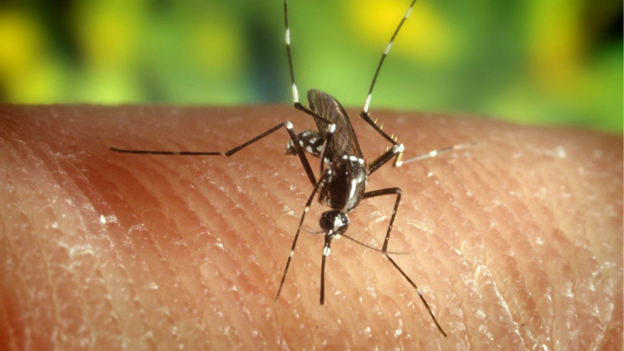West Nile, anziana morta a Novara, aveva contratto il virus. Era ricoverata dal 7 agosto