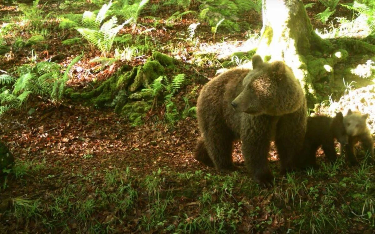 Ourse tuée dans les Pyrénées : quelle peine pour le chasseur qui a tiré sur Caramelles ? Réponse mardi