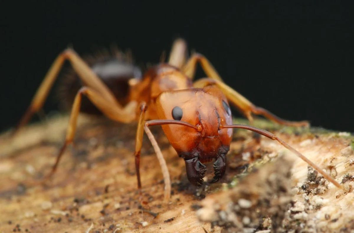 Ils capturent des milliers de fourmis : « un crime contre la faune », deux adolescents jugés au Kenya