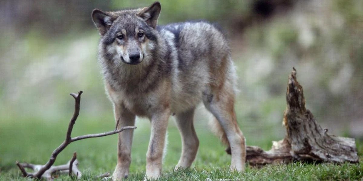 « L’UE abandonne le loup à son triste sort » : l’animal reste une « espèce protégée », mais moins qu’avant
