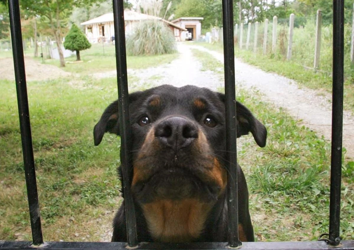 Mordu au visage et au cou, un enfant de 9 ans tué par le rottweiler de la famille