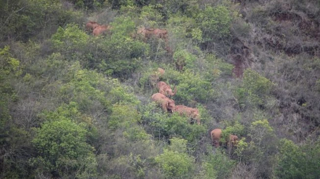 Usai Kabur dan Kelelahan Berjalan 482,8 KM, Kawanan Gajah Liar Lanjutkan Perjalanan