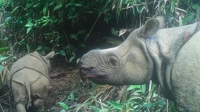 Terancam Punah, 2 Anak Badak Jawa Langka Terlihat di Taman Nasional Ujung Kulon