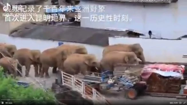 Halau Belasan Gajah Liar, Pihak Berwenang China Kerahkan Drone hingga 500 Personel
